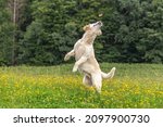 Small photo of A golden retriever dog catching a goodie treat