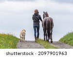 Small photo of horse and dog team: Backside of a woman with her pony and dog