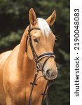 Small photo of Head portrait of a bridled dressage horse. Portrait of a beautiful palomino kinsky warmblood horse gelding in summer outdoors
