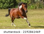 Small photo of Portrait of a bay pinto arabian crossbreed horse gelding galloping across a meadow in summer outdoors
