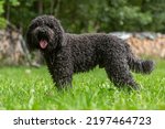 Small photo of Portrait of a cute french barbet water dog hound breed in late summer outdoors