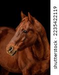 Small photo of Black shot fine art portrait of a dark chestnut brown quarter horse gelding in isolated on black background