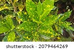 Small photo of Colorful croton leaves. multi-colored bright leaves multi-colored bright Codiaeum Variegatum leaves. texture of colored leaves background. yellow, green