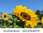 Sunflower In Bloom With...