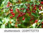 Small photo of Red berries of Prunus padus (bird cherry, hackberry, hagberry or Mayday tree) on tree branches. Summertime