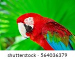 Colorful Portrait Of Amazon Red ...
