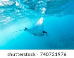 Underwater view of hovering Giant oceanic manta ray ( Manta Birostris ). Watching undersea world during adventure snorkeling tour to Manta Beach in tropical Nusa Penida island, Indonesia. 