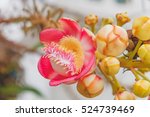 Fragrant pink Couroupita guianensis flower with blurred evening background. Couroupita guianensis or Cannon Ball Flower Only For Lord Shiva, Naglingam tree. Botanical photography.