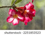 A Pink Adenium Flower  Adenium...