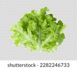 Fresh green lettuce salad leaves isolated on alpha layer background