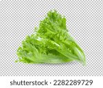 Green frillies iceberg lettuce isolated on alpha layer background