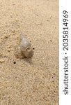 Small photo of Tritia reticulata, common name the "netted dog whelk", is a species of small European sea snail, a marine gastropod mollusc in the family Nassariidae, the dog whelks or nassa mud snails.
