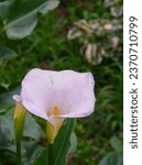 Small photo of Zantedeschia aethiopica, commonly known as Calla lily and Arum lily, is a species of flowering plant in the family Araceae that evergreen where rainfall and temperatures are adequate.