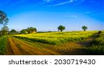 Rural road through a field in summer. Panorama of rural field road. Rural field road panoramic landscape. Village road panorama