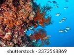 Small photo of Coral fish at coral reefs in the underwater world. Underwater life scene. Coral fishes underwater. Underwater coral fishes
