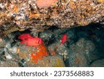 Small photo of Underwater coral fishes. Coral fish in the underwater world. Coral fishes underwater. Underwater fishes view