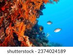 Small photo of Underwater life scene. Coral fish in the underwater world. Underwater coral fishes. Coral reef underwater
