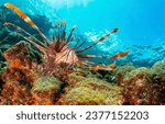 Small photo of Coral fish in the underwater world. Underwater fish. Underwater coral fish. Coral fish underwater