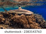 Small photo of Reef shark swims underwater. Underwater coral reef shark. Shark on coral reef underwater. Underwater shark view