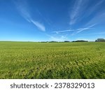 Beautiful aView of Denmark Countryside with the grass, trees blue sky and shining sun