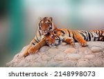 Tiger Couple Stock Image. Tiger ...