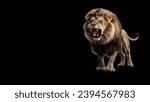 Small photo of Roaring lion black background. isolated lion roaring. angry lion white background. isolated angry lion. opening mouth beast black background.