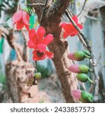 Small photo of Semal, also called kapuk or silk cotton tree (Bombax ceiba), that flowers spectacularly in spring and becomes a bird magnetcooling, astringent, stimulant, aphrodisiac, and demulcent nature protects us