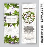 card with place for text. herbs ... | Shutterstock .eps vector #1299161179