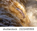 Atlantic Salmon leaping upstream during Salmon Run, UK