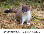 A young Stoat in grass