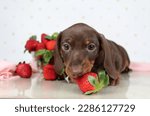 Dachshund puppy eats fresh strawberries