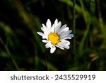 Small photo of Wild daisy flowers growing on meadow, white chamomiles on green grass background. Oxeye daisy, Leucanthemum vulgare, Daisies, Dox-eye, Common daisy, Dog daisy, Gardening concept.