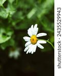 Small photo of Wild daisy flowers growing on meadow, white chamomiles on green grass background. Oxeye daisy, Leucanthemum vulgare, Daisies, Dox-eye, Common daisy, Dog daisy, Gardening concept.