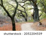Trail Crossing Oak Trees at Stevens Creek County Park. Santa Clara County, California, USA.