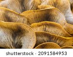 Jack O Lantern Mushroom Cluster ...