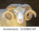 Adult Sheep Ram Headshot....