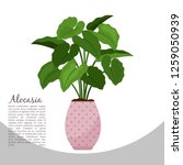 Alocasia Indoor Plant In Pot...