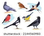Common Birds. Cartoon Isolated...