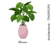 Alocasia Plant In Pot Isolated...