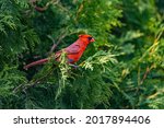 Red cardinal on cedars branch