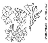 hand drawn edible green algae.... | Shutterstock .eps vector #1937069269