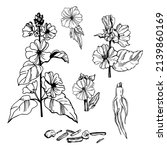 hand  drawn medicinal herbs.... | Shutterstock .eps vector #2139860169