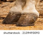 Small photo of white horse hooves, coronet and fetlock