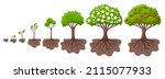 tree growth cycle. agriculture... | Shutterstock .eps vector #2115077933