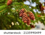 Detail Of Cluster Of Pinecones...