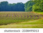 Small photo of Swerving path of young budding crop in farmers field with clean dirt rows and distant forest