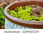Creeping Jenny in painted clay pot with white and blue pattern