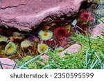 Artificial tide pool with vibrant red and purple sea urchins with yellow sea anemones