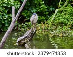Small photo of Deranged bird on log sticking out of pond water with snapping turtle on smaller limb
