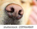 Detailed Close-Up of Golden Retriever Dog Nose Texture